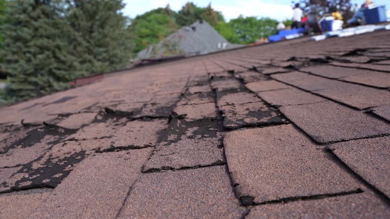 Best Roof Moss and Algae Removal  in Newburgh Heights, OH